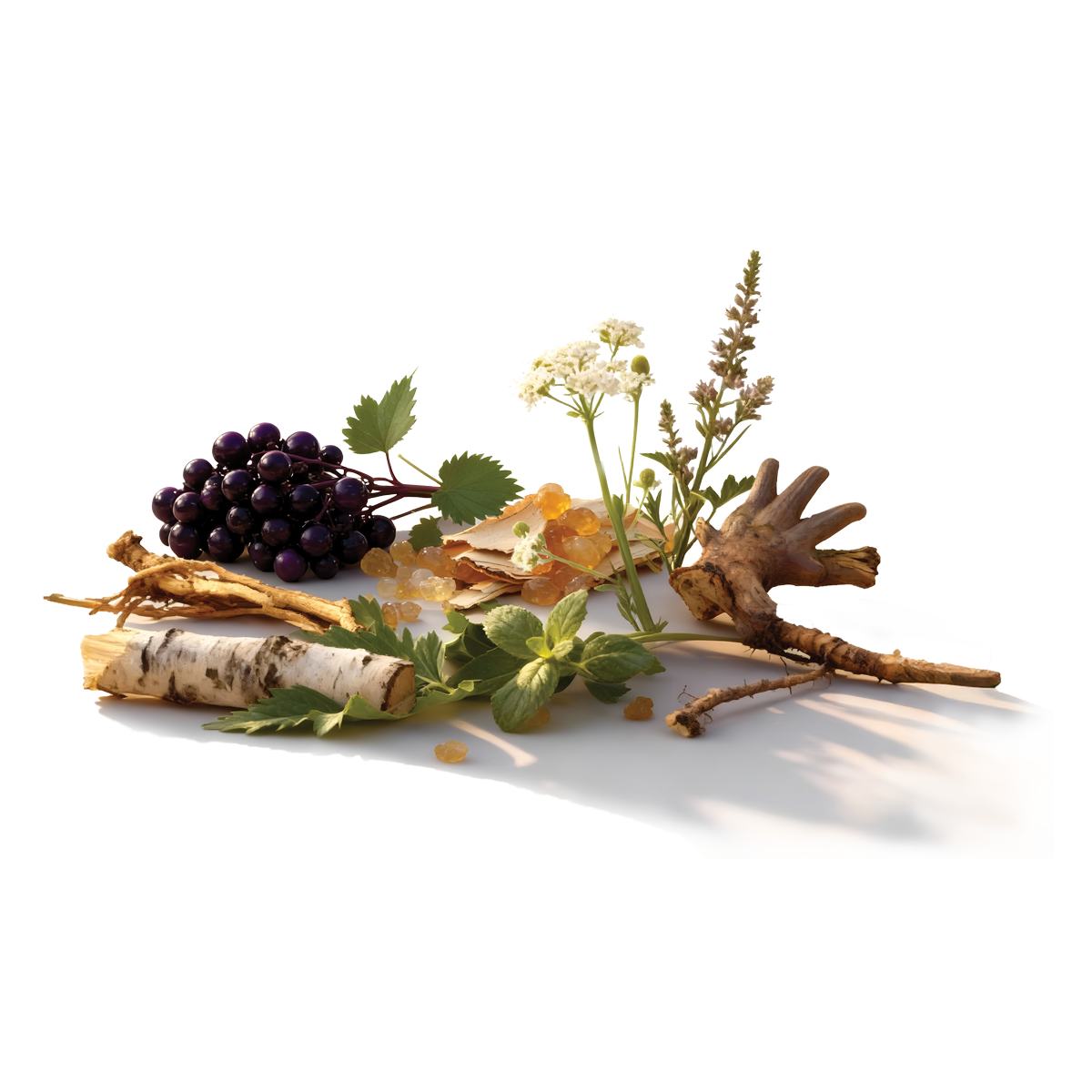 respiratory-sinus-allergy-support-botanicals